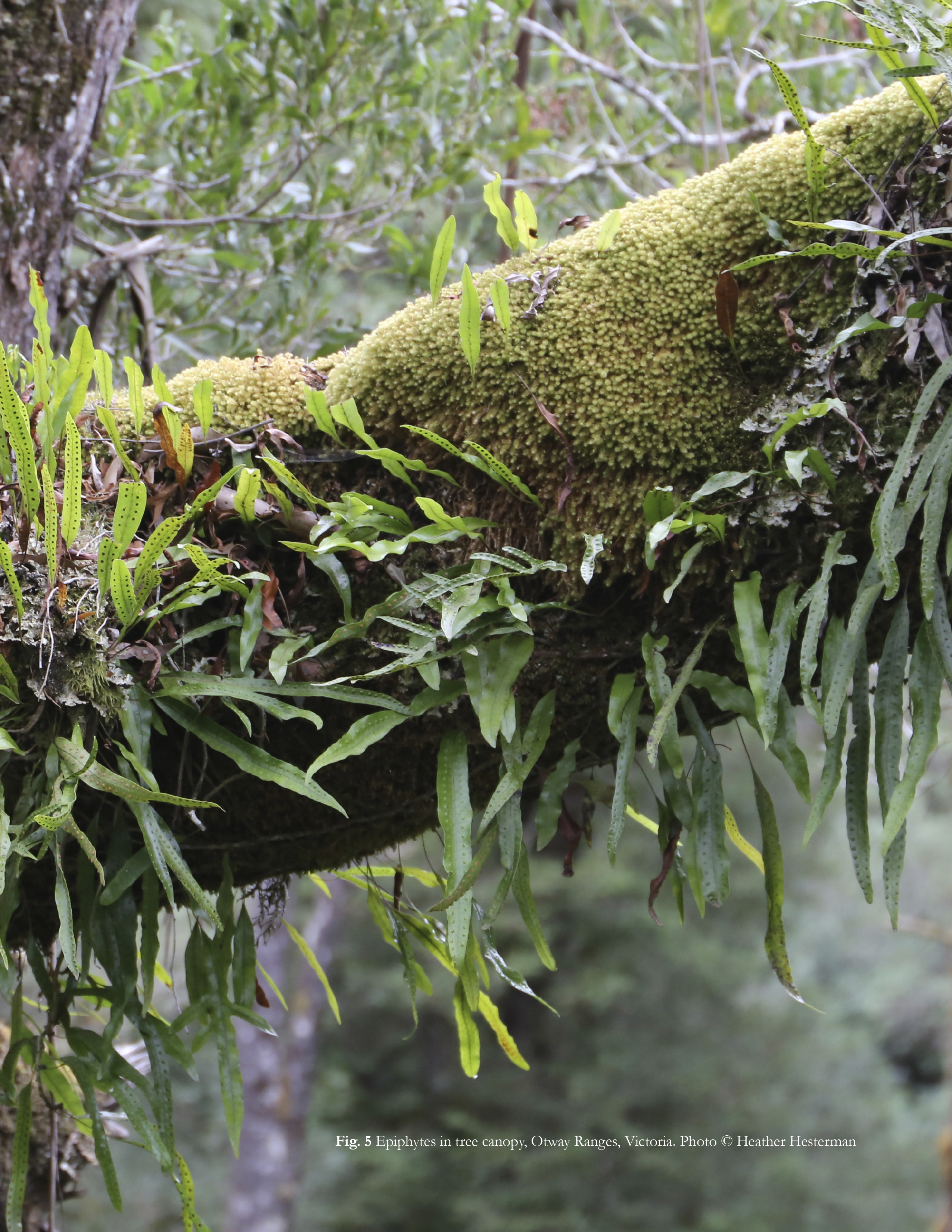 Page 5 of Cultivating Chlorophilia: Exploring connections with nature through co-operative and participatory art projects